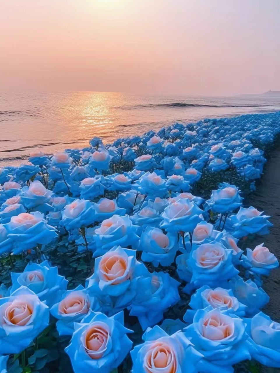 蓝色玫瑰花图片 蓝色玫瑰花是一种非常特殊且珍稀的花卉,它并不存在于