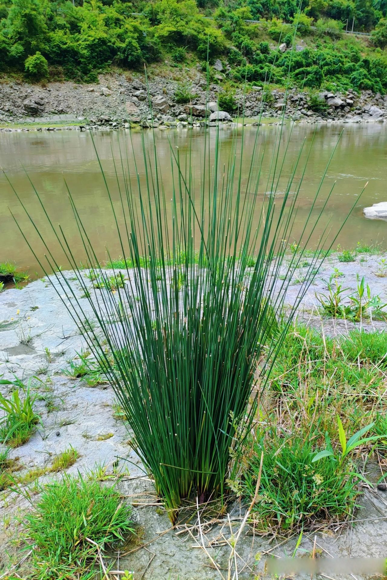 的你,该念书时就念书,该放羊就到山坡上放羊,偶尔也帮父母打打猪草,用