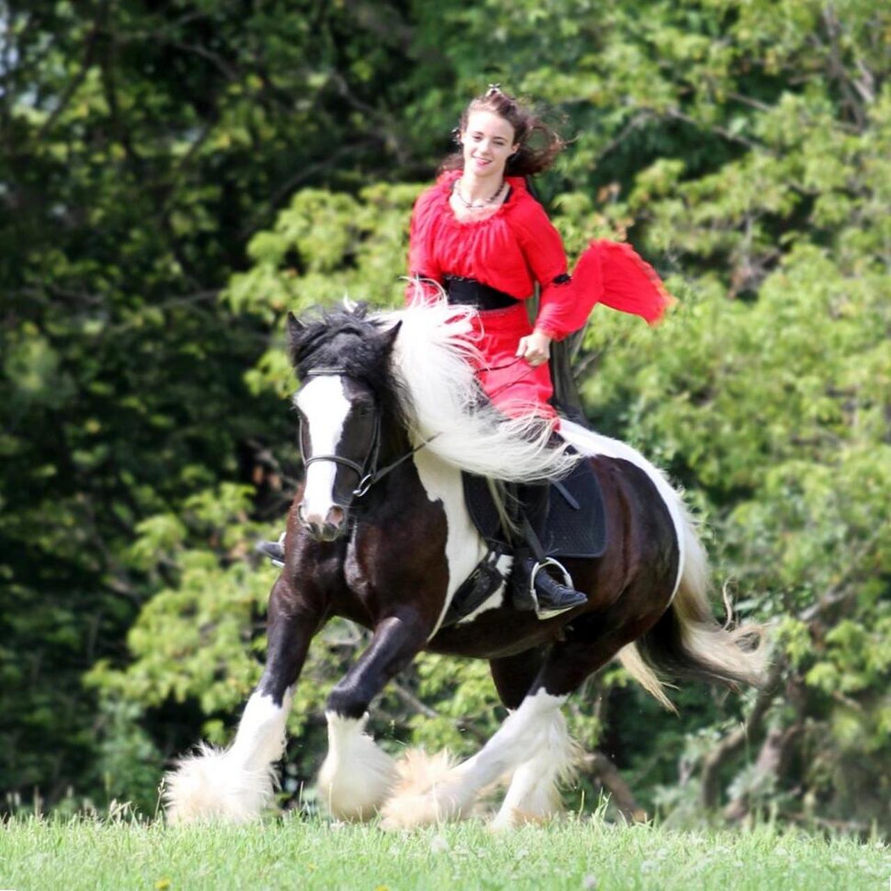 11 01吉普赛马是世界上最惊艳的马,轻盈飘逸的鬃毛和尾巴,连四只