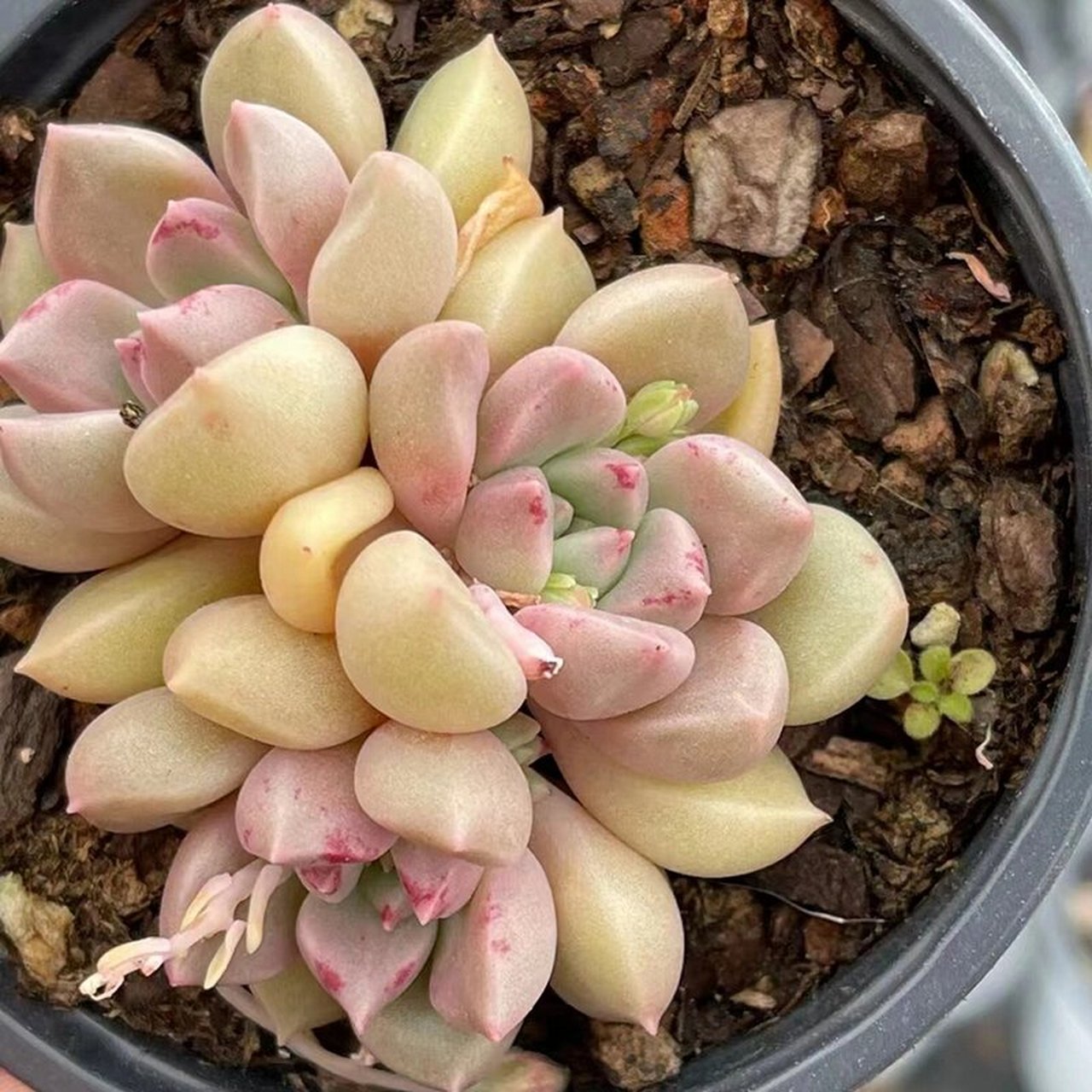 璀璨,又称绚丽璀璨,属东云系多肉