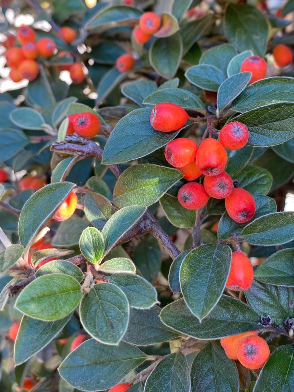 西南栒子的果实是橘红色的90 栒子属种类好多啊,看的眼花缭乱 93