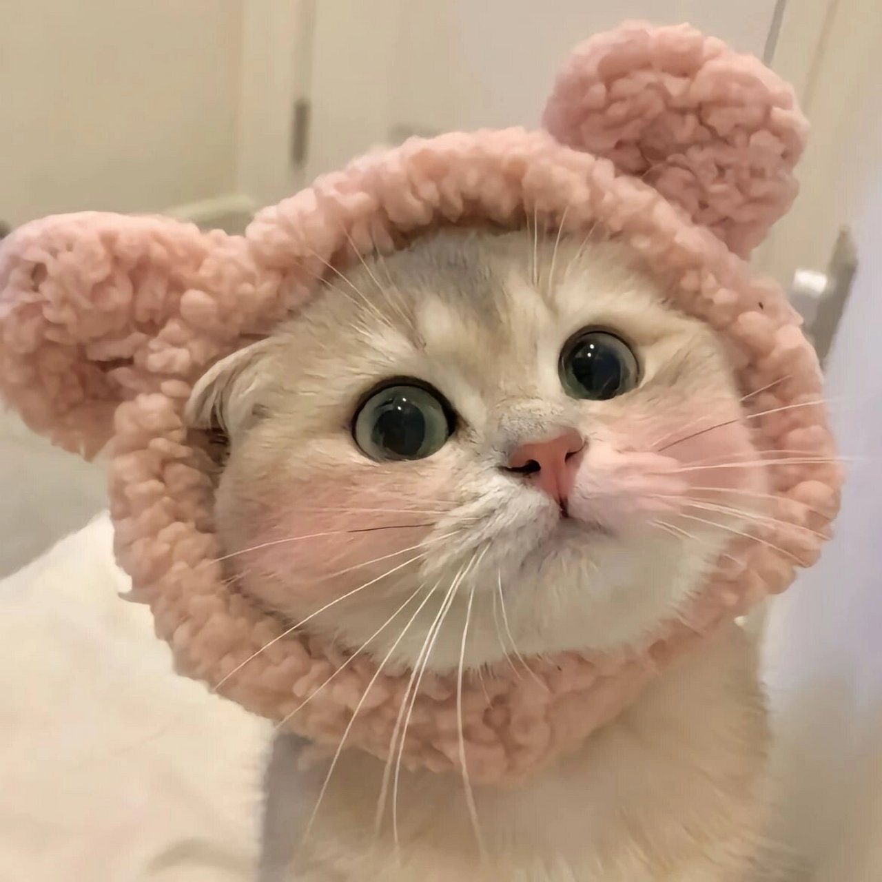 猫咪头像 93 喵~ 各位铲屎官们,我来分享一些超级可爱的微信猫咪