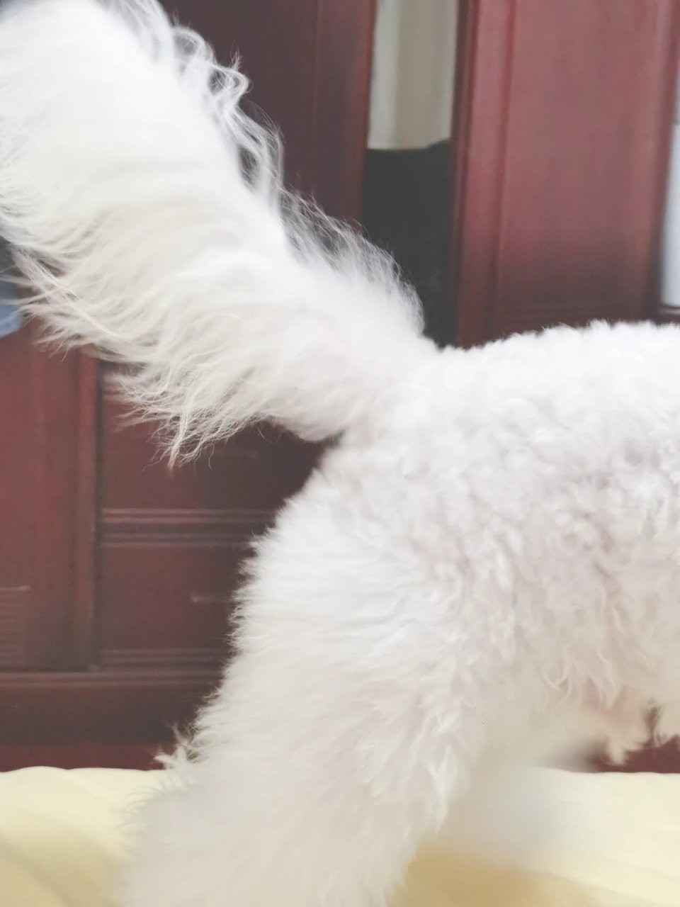 比熊尾巴 六个月的胖子体重就要突破5kg了每天都在地上趴着.