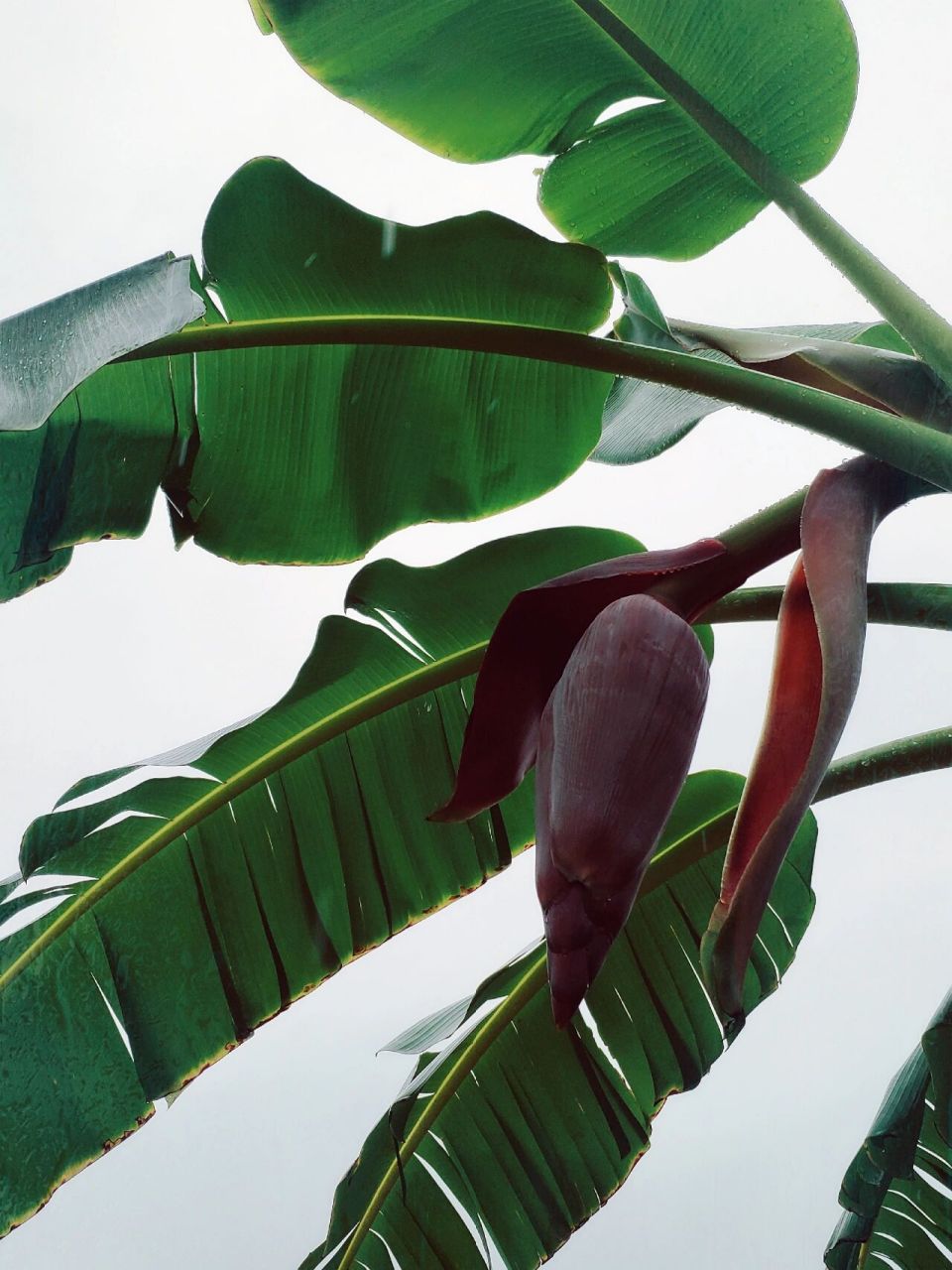 在北京种植芭蕉树的奇特经历 这颗芭蕉树来的特别懵x,其实它是三年前