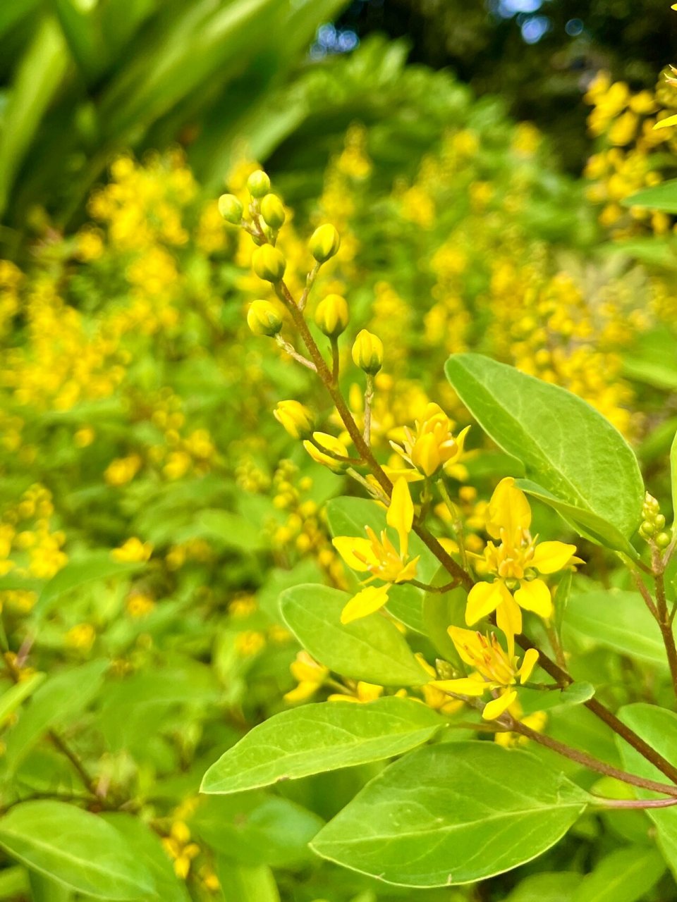 金虎尾花图片