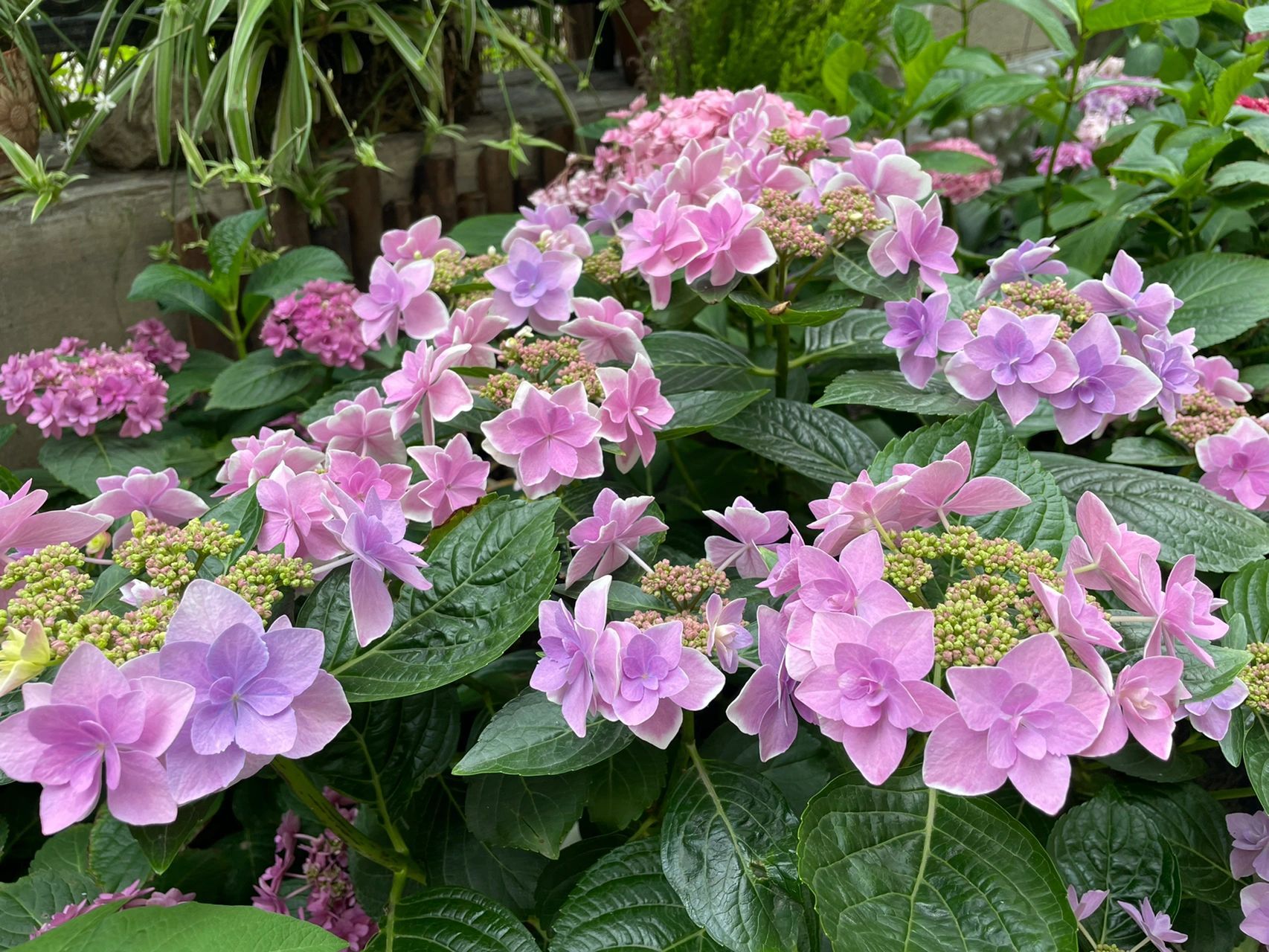 平顶绣球:星星糖 去年没有调蓝,星星糖是蓝紫色的超级好看,今天调蓝了