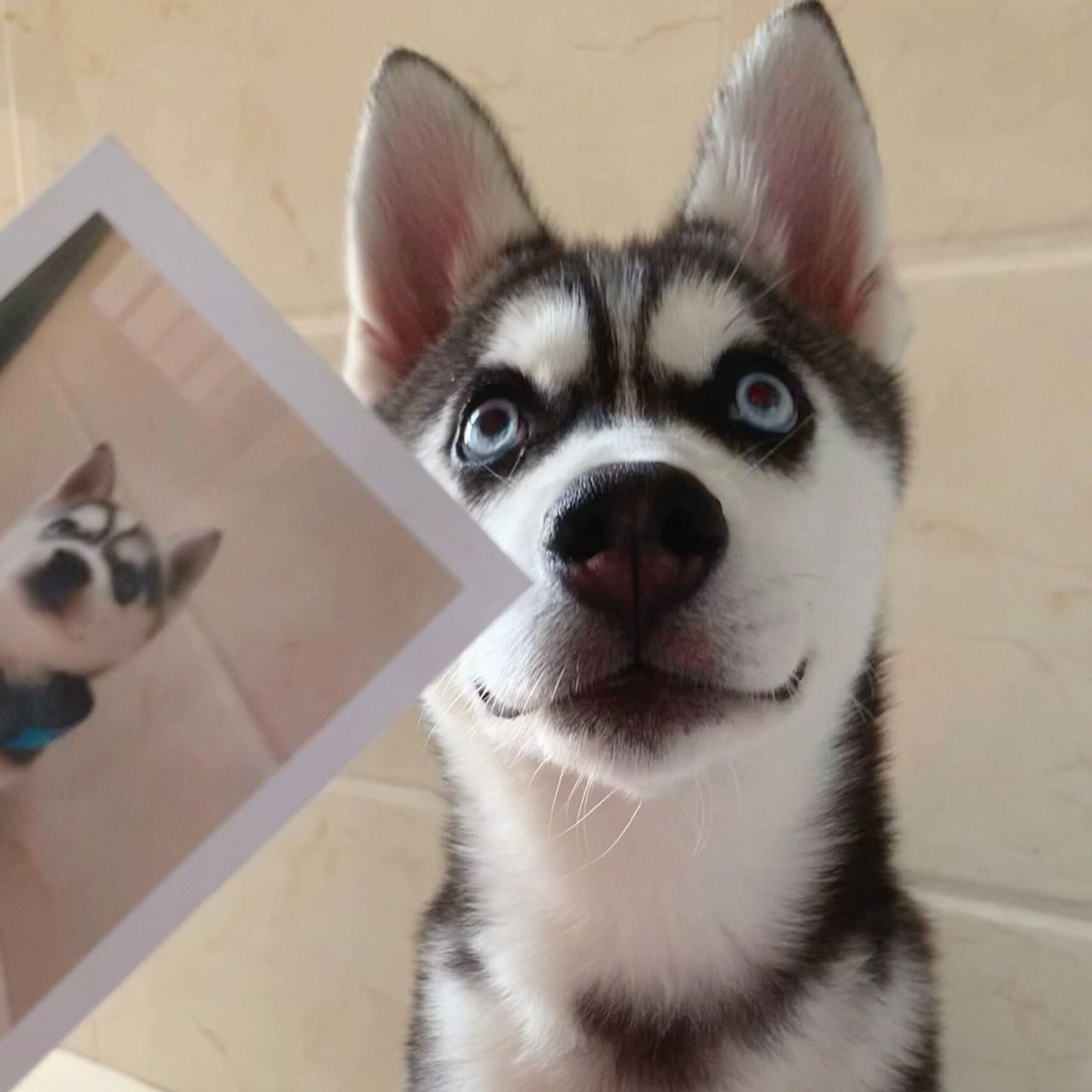 哈士奇头像哈哈哈哈哈