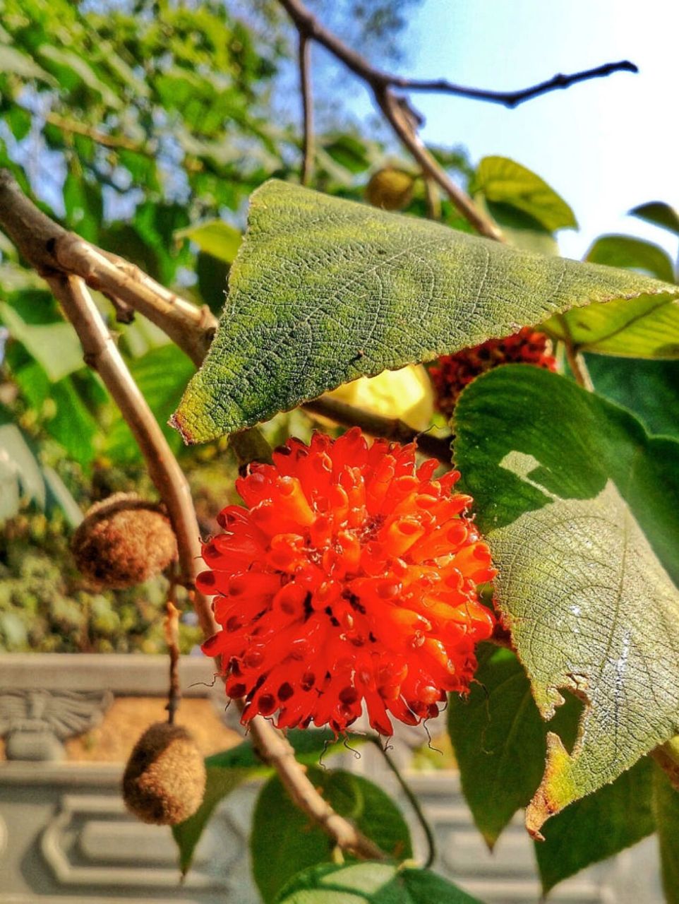 构树果原来能吃!