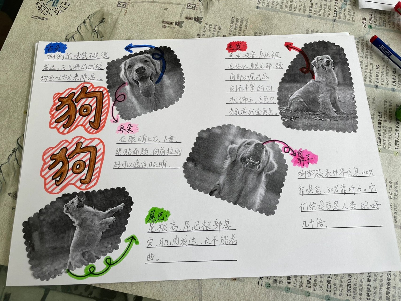 观察动物小报 猫咪狗狗