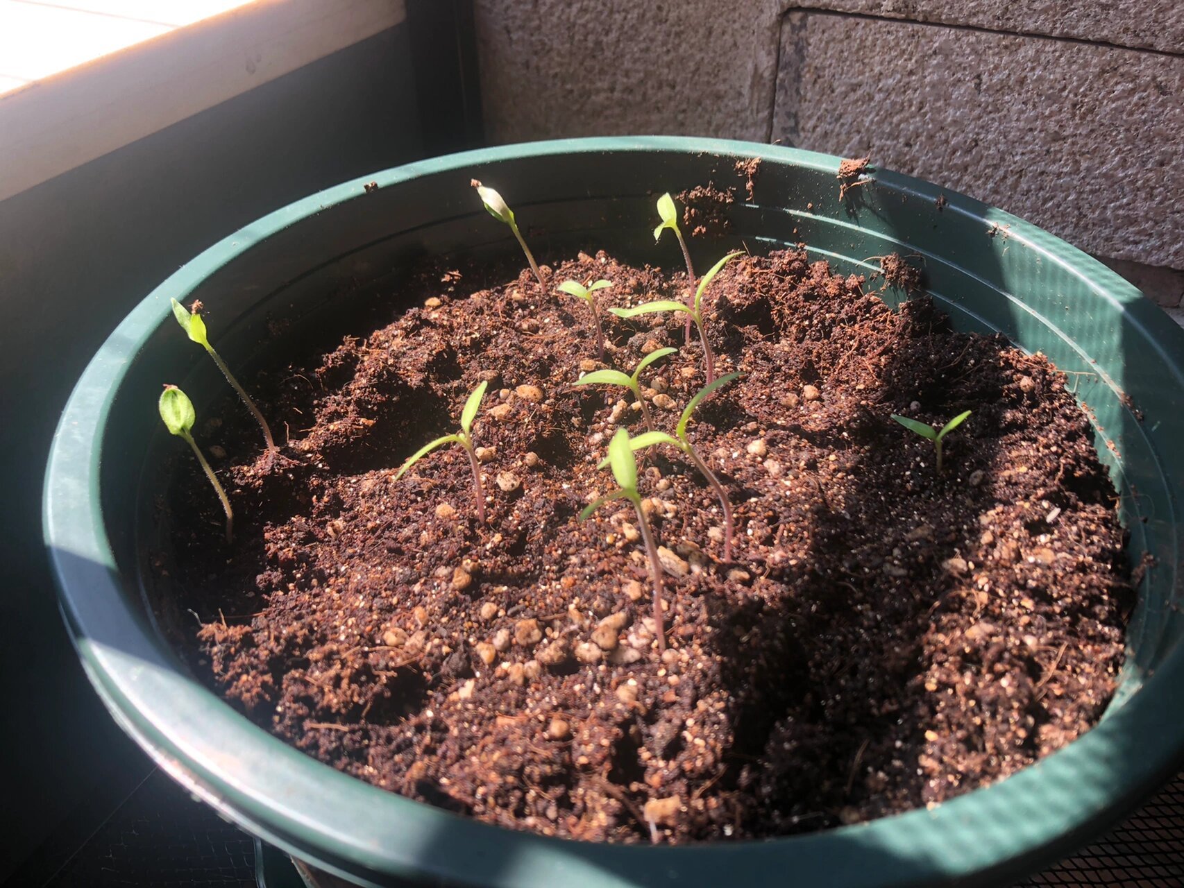 辣椒终于发芽啦!