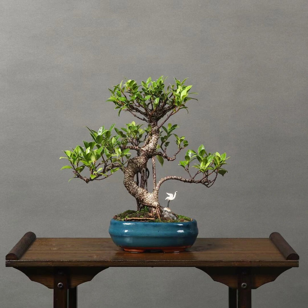 一组茶台小精品丨盆景98 1,小叶老桩福建茶,开花挂果,茶台小品.