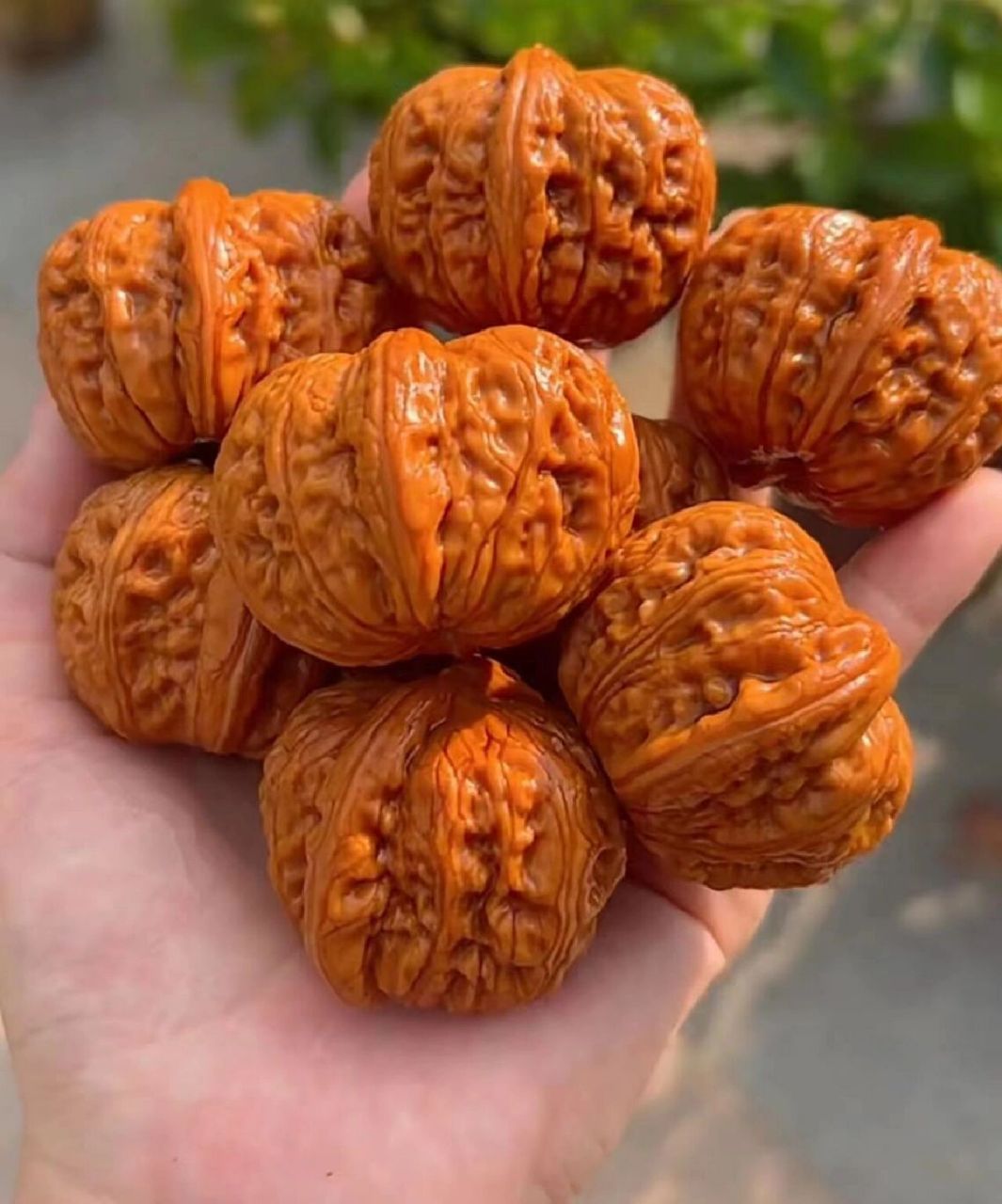 平民价格北京平谷元宝高品质的品相! 圆嘟嘟,肉嘟嘟,不喇手,手感棒!