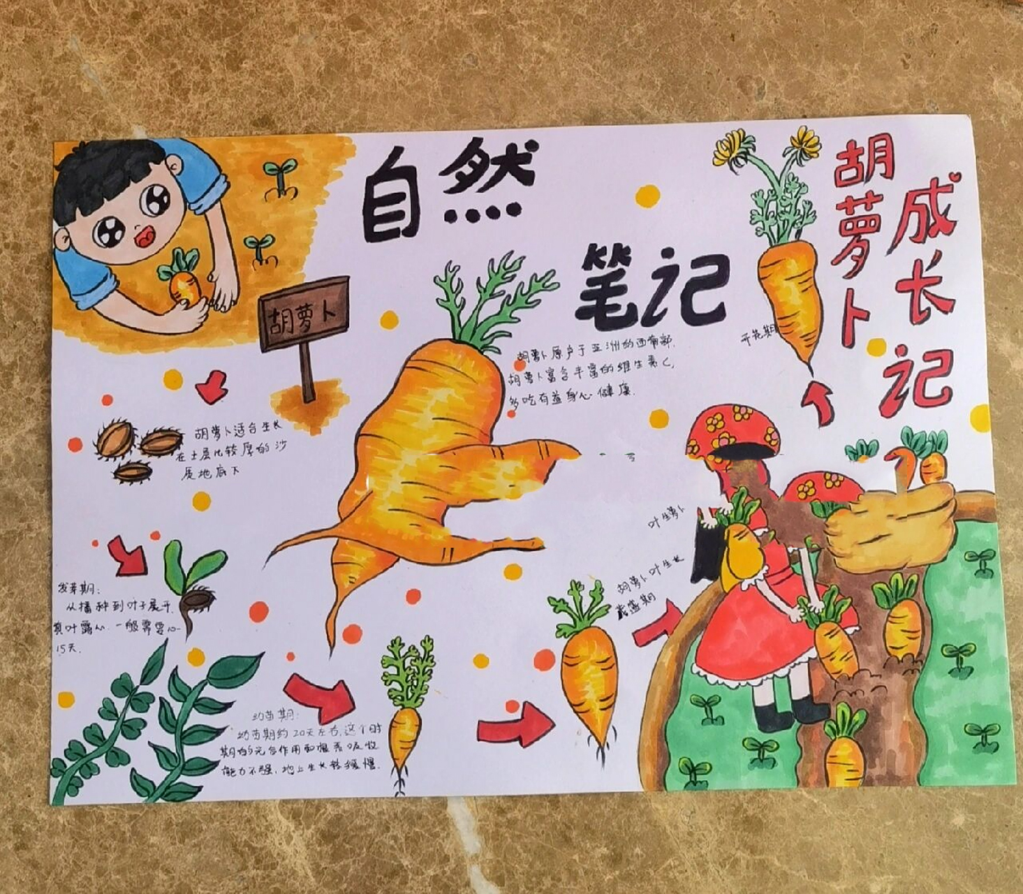 自然笔记画,胡萝卜的生长 自然笔记画,胡萝卜的成长画,胡萝卜生长画