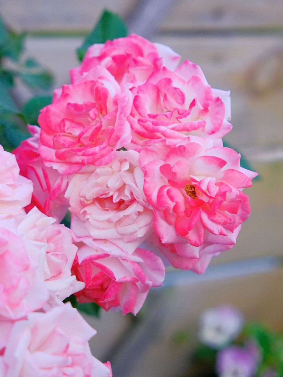 花名:樱霞 98花名:樱霞 →藤本月季,群开花量大,长势非常快,非常