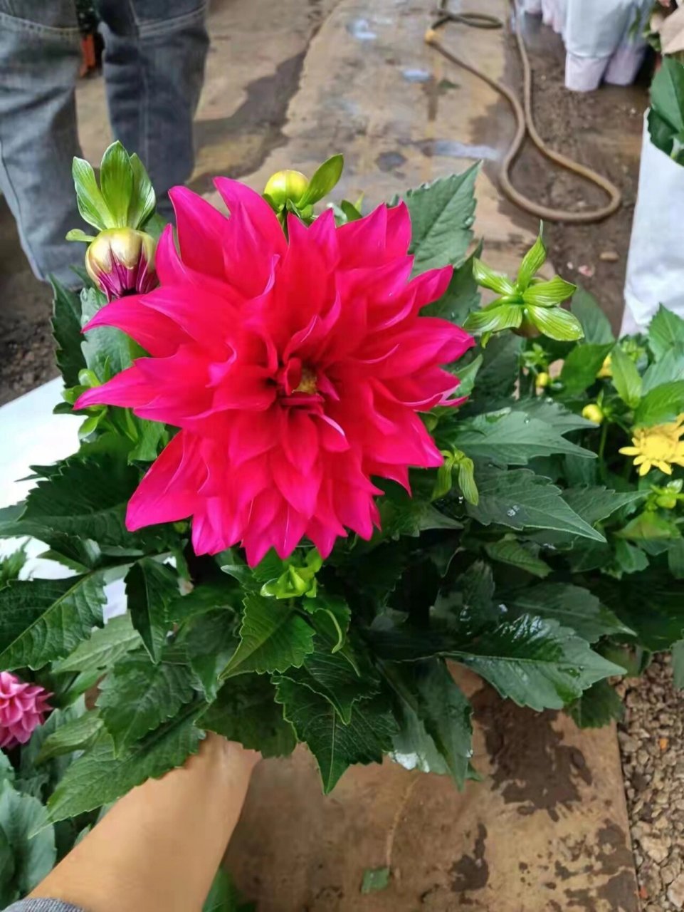 大丽花 一直不知道大丽花是什么花94,买回来一看才知道,这不就是