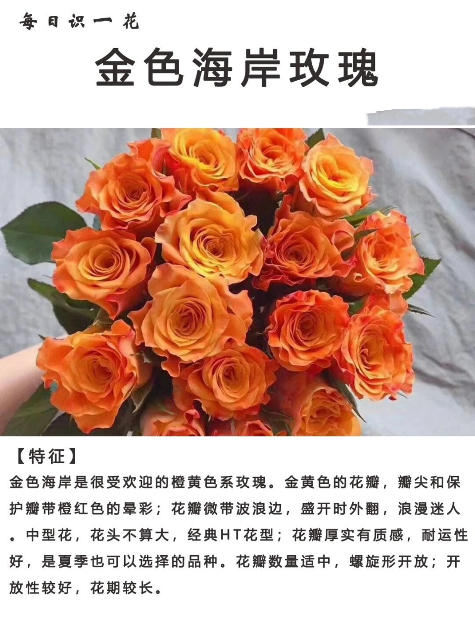 黄金海岸玫瑰花语图片