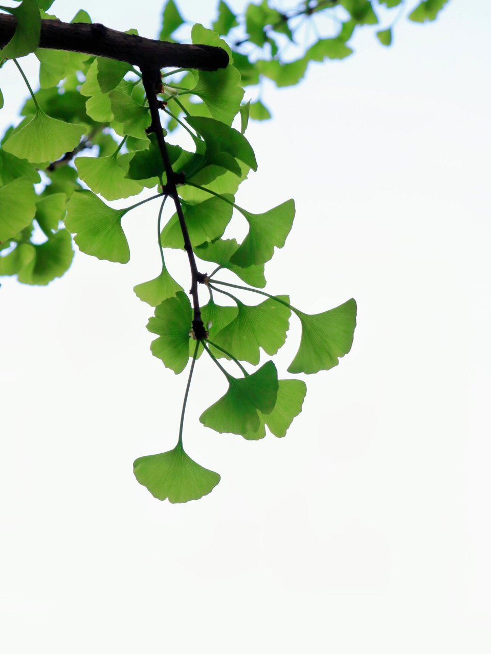 你有留意过绿色的银杏吗95 家楼下的银杏树长新叶啦 绿色的银杏也很