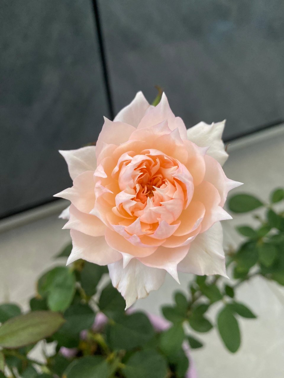 莫妮卡戴维最适合广东最美月季三仙女之一 从5月只有四根细细的枝条奶