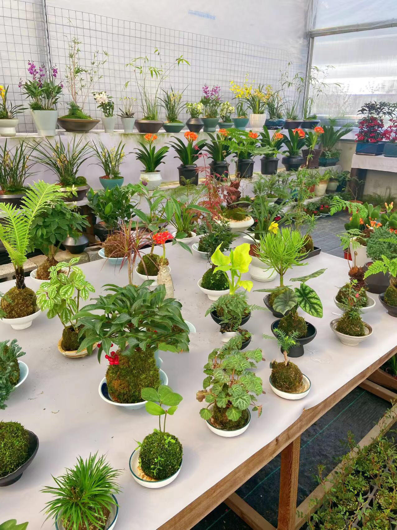 办公室董事长总经理桌面用什么绿植好