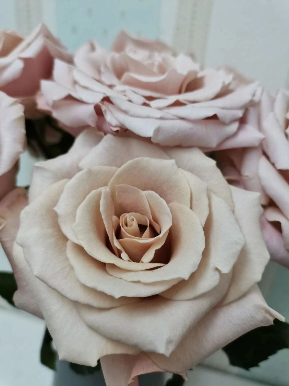 流沙玫瑰 花语为:永远的爱,爱的宣言 花名:流沙玫瑰 又名:奶油流沙