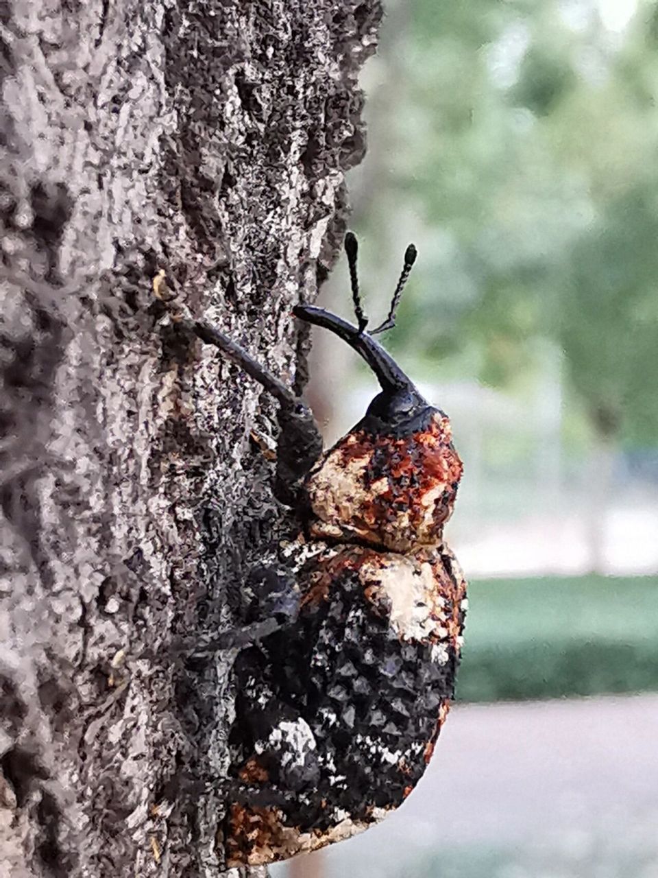 瘤缘椿象图片