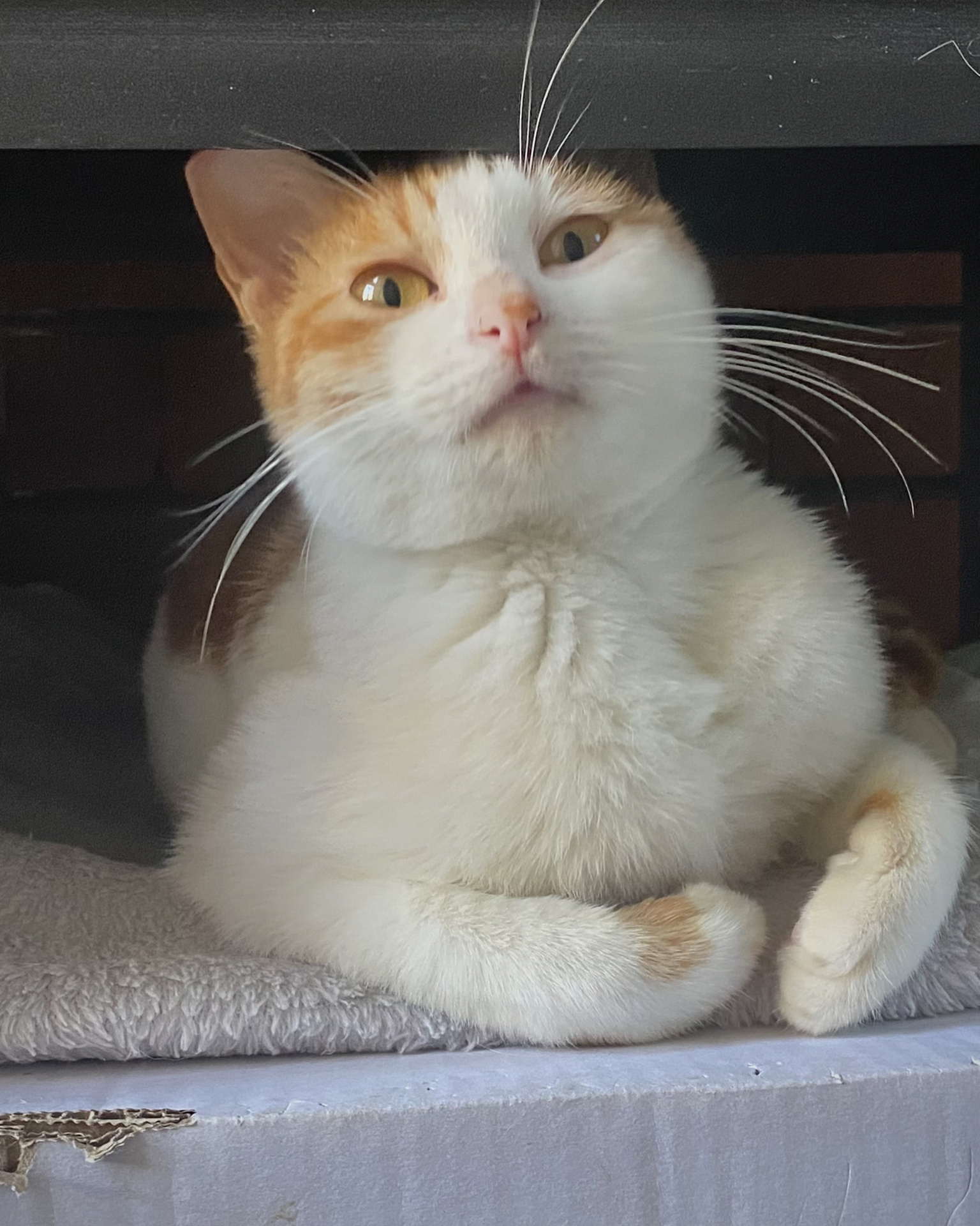 有养猫经验. 2. 工作收入稳定. 3. 不离不弃 .