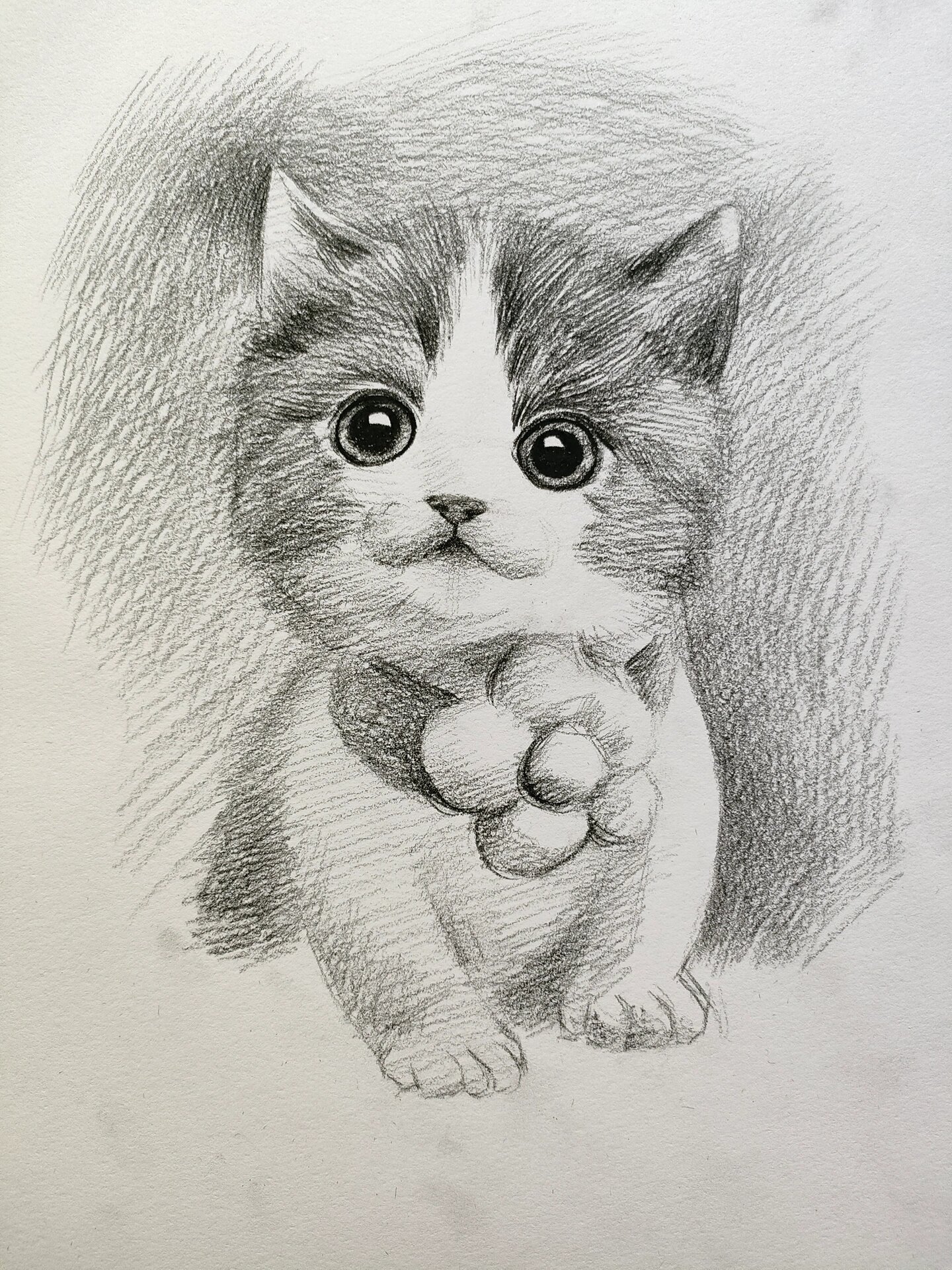 猫素描怎么画图片