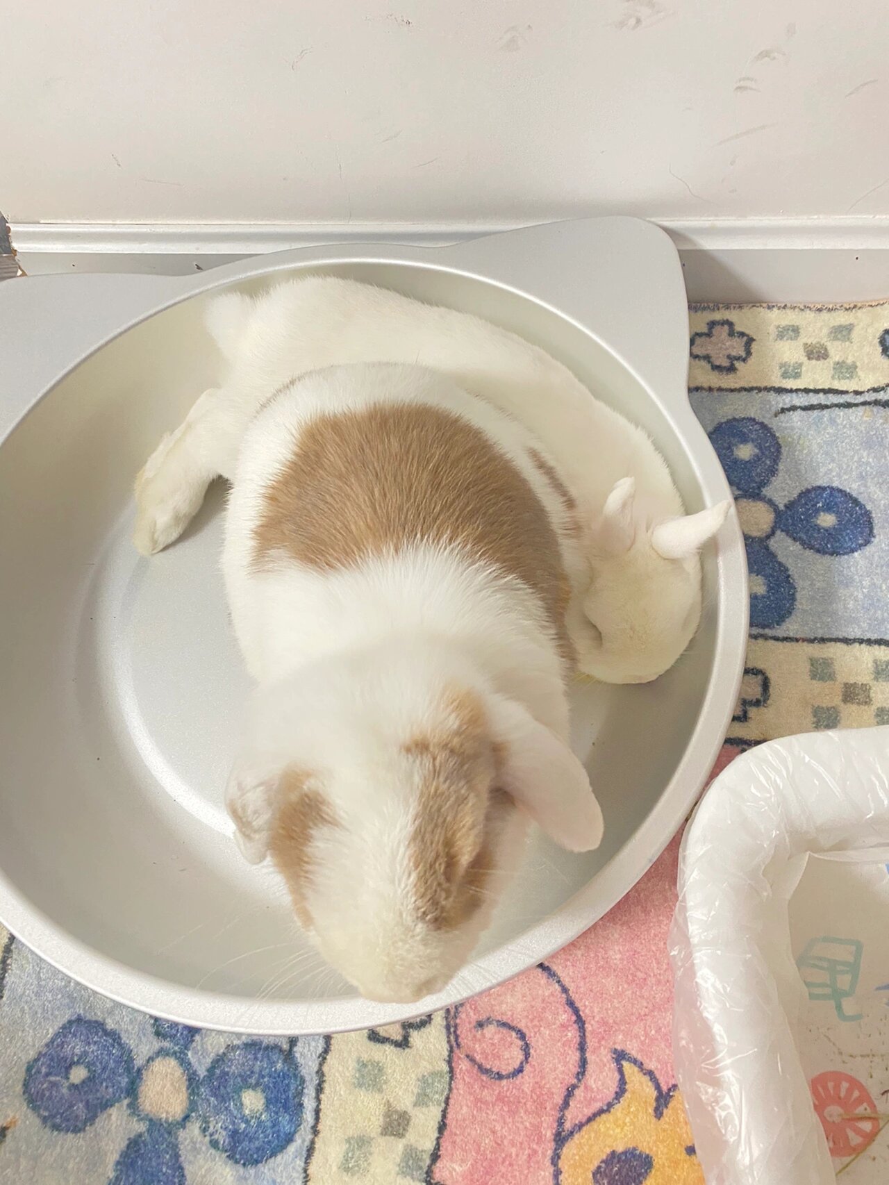 铁锅炖兔子合集