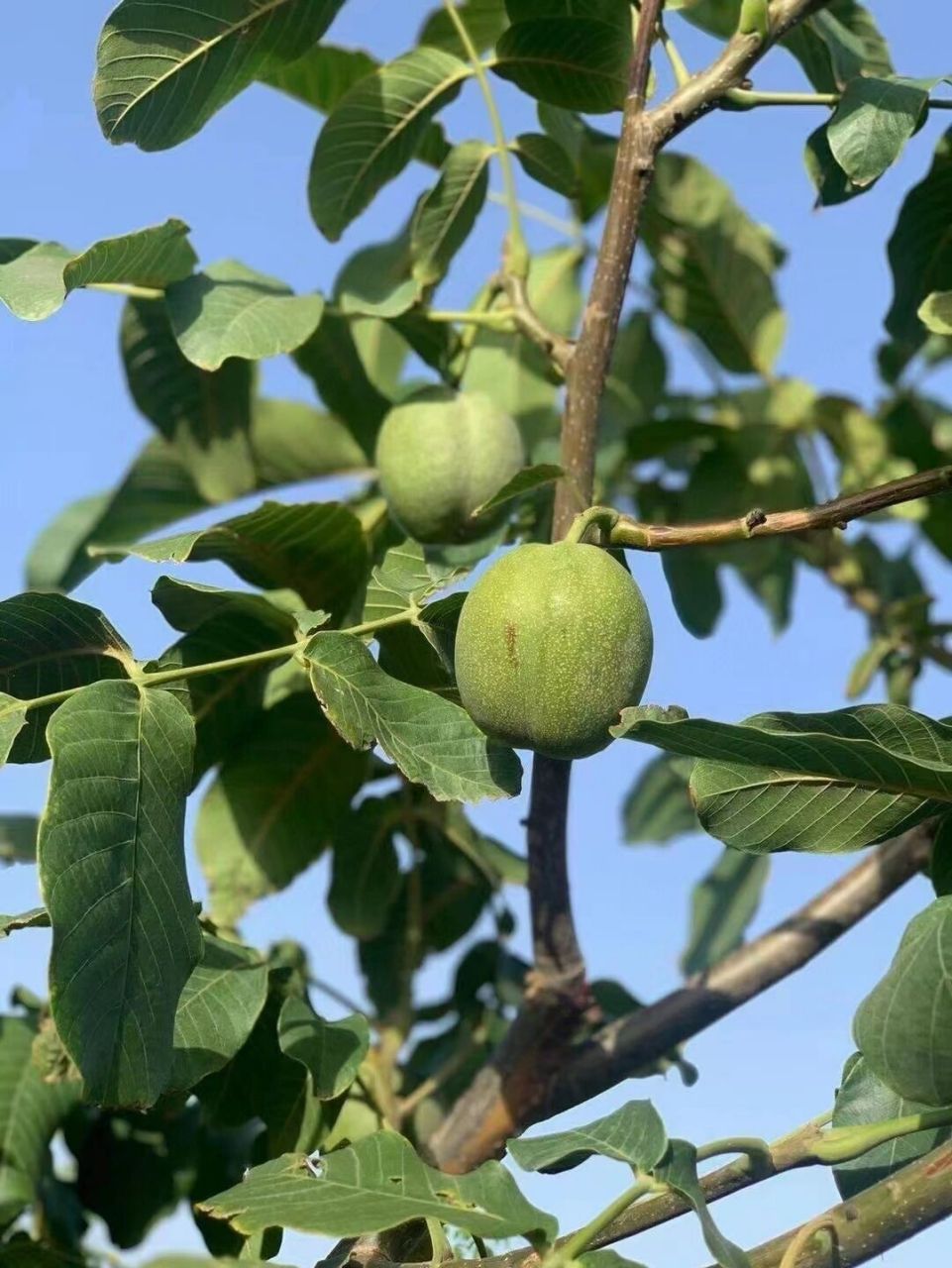 阿克苏185纸皮核桃——国家地理标识产品 核桃:原产地是今天的伊朗