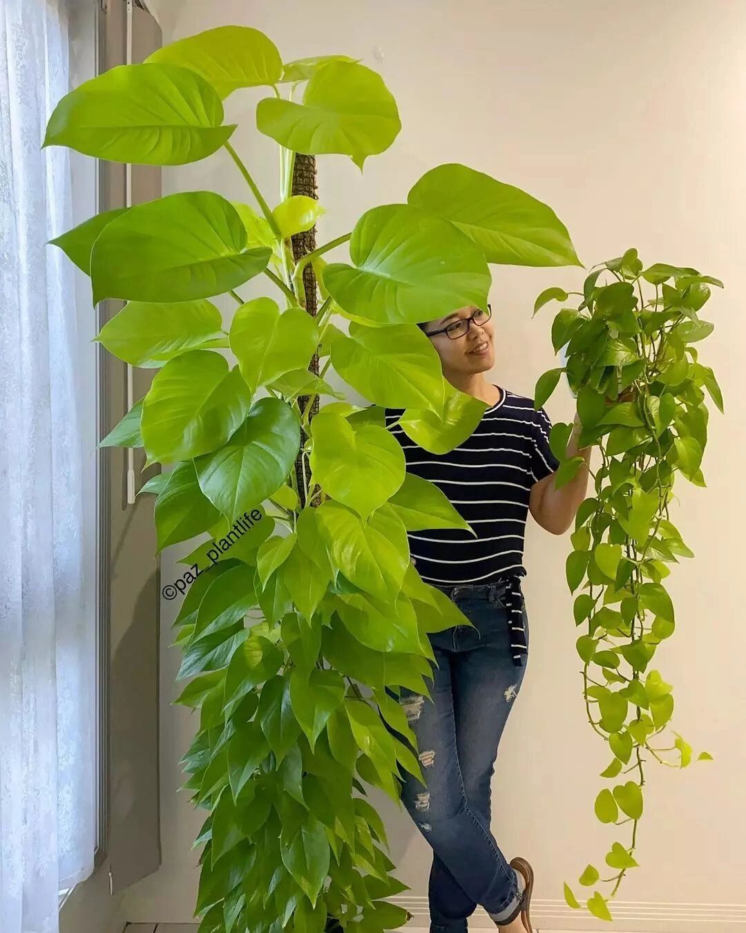 黄金葛 绿萝 2 黄金葛 绿萝 绿萝 黄金葛 黄金葛绿萝 neon neonpothos