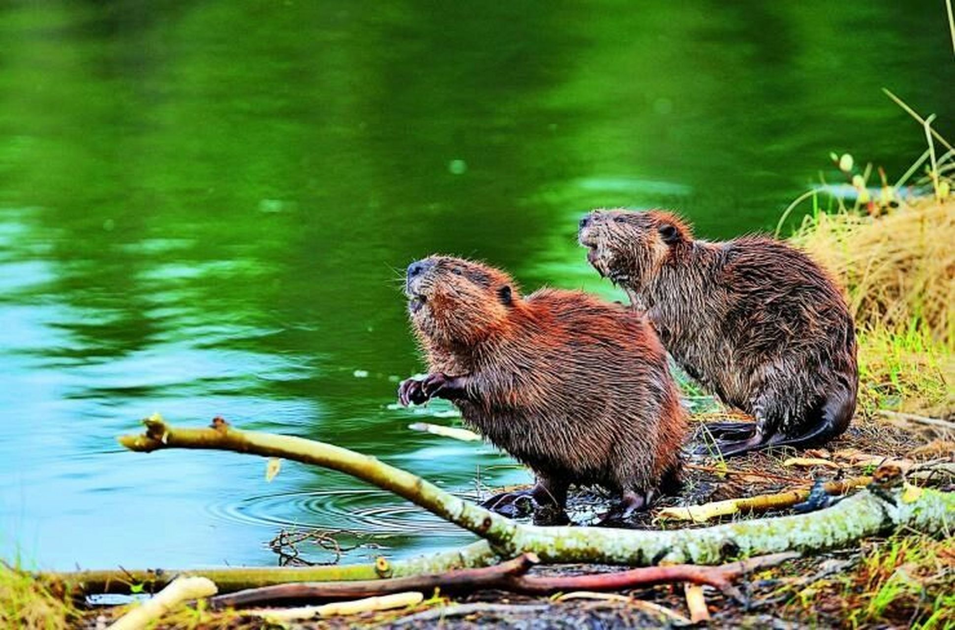 河狸 河狸是濒临灭绝的水陆两栖野生动物属啮齿目河狸科