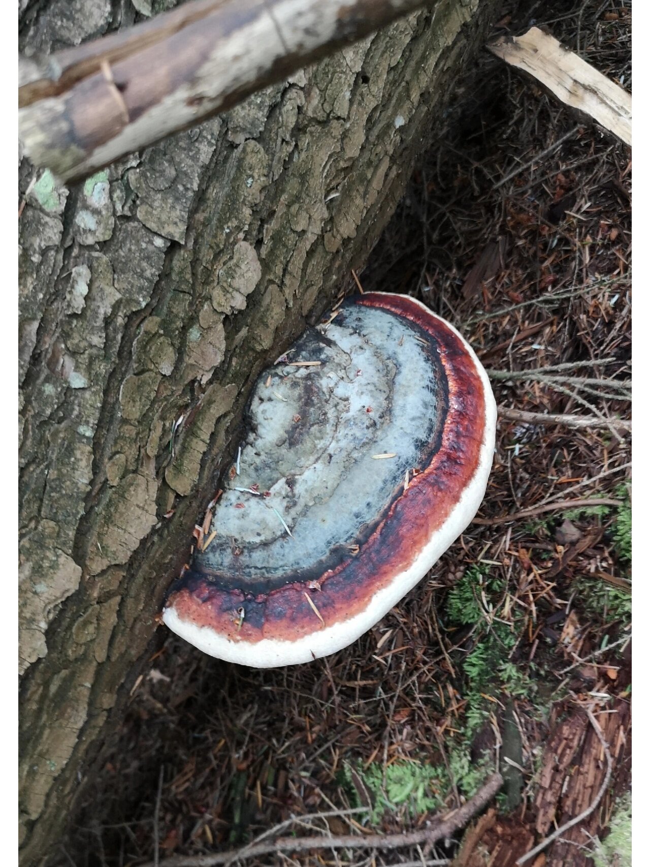 温哥华的红缘拟层孔菌red