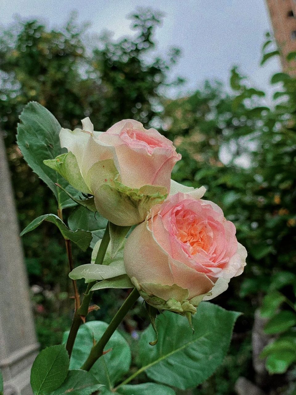 蝴蝶公主月季   蝴蝶公主 坐标:苏州 小院 盆栽 切花 直立 花瓣厚实