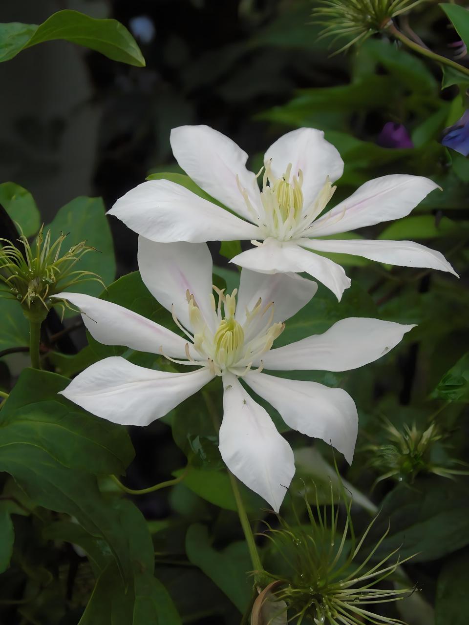 铁线莲图片 铁线莲(学名:clematis florida thunb.