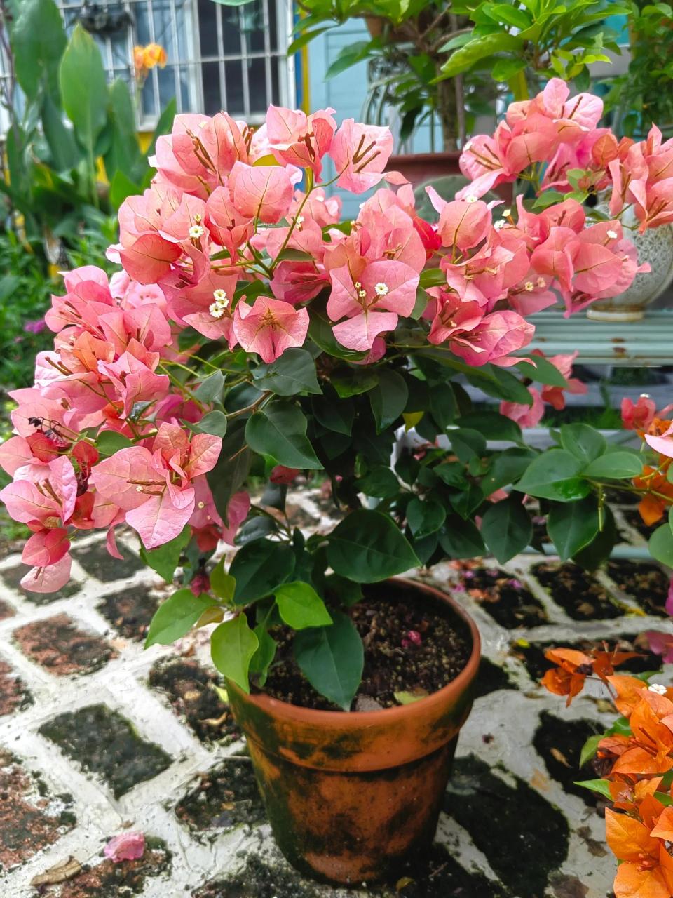 给粉苞冬红换个盆 粉苞冬红太适合养啦 去年入的很小的牙签苗 今年