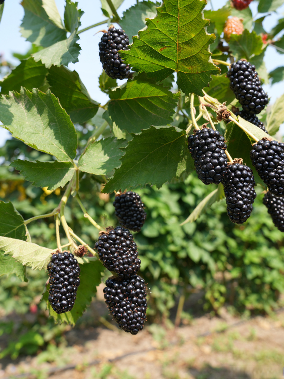 黑莓采摘进行时,端午节来奇异莓小镇采摘黑莓了.