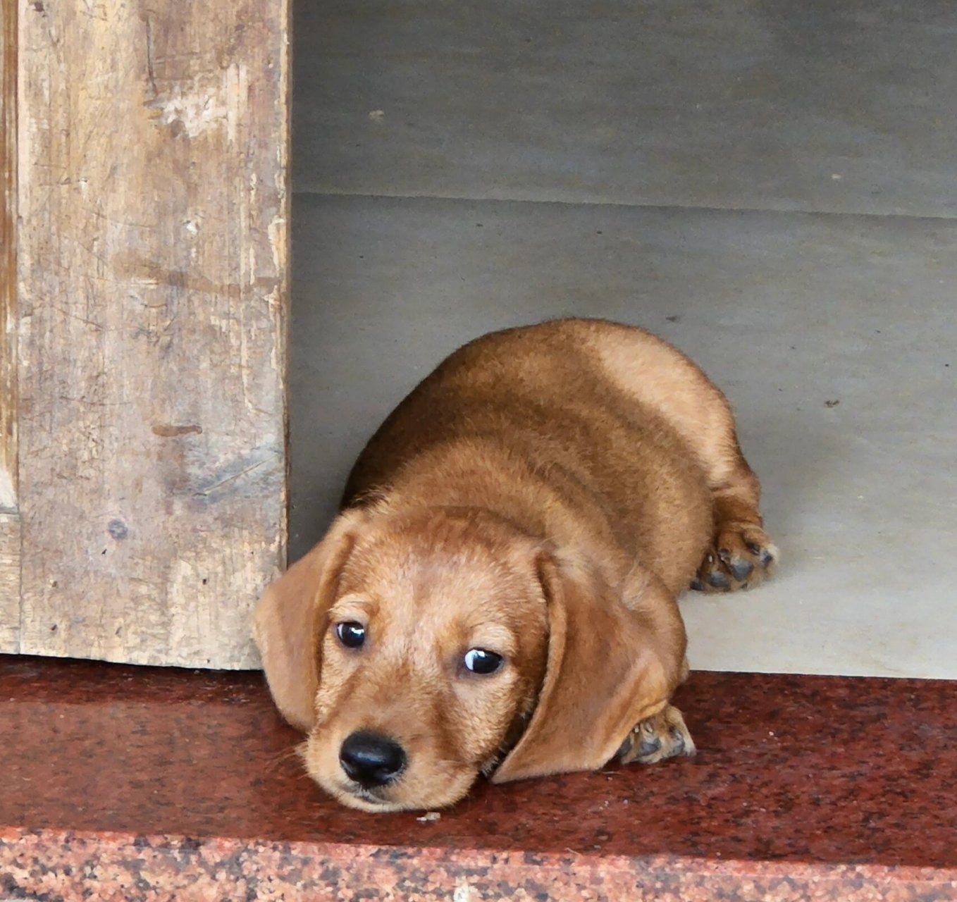 腊肠狗串串小狗可爱死了 腊肠和不知道什么狗的串串,太可爱了,就是没