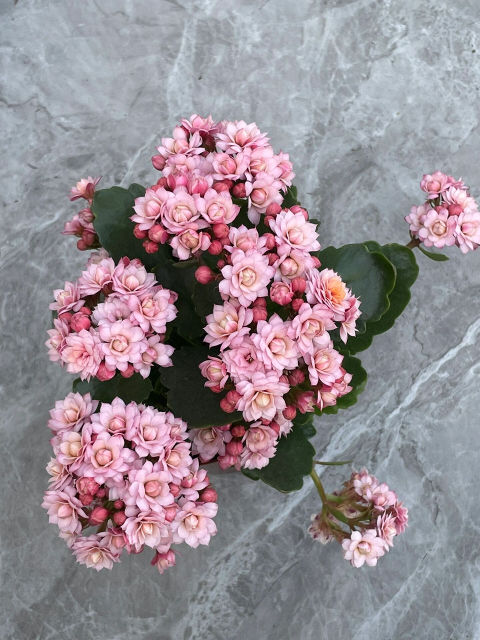 长寿花:人面桃花.