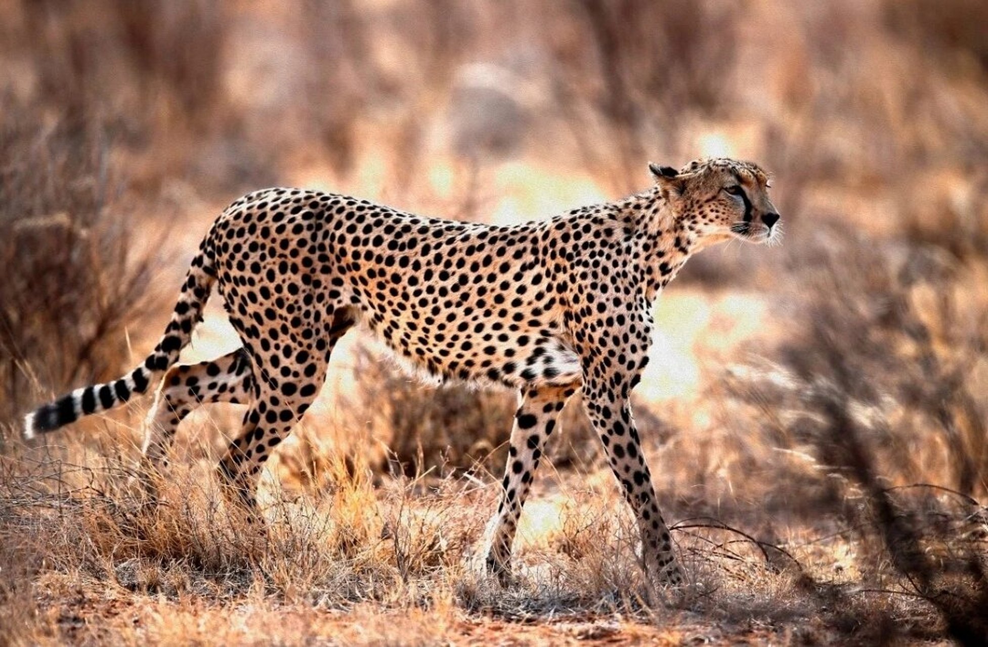 每天复习一个动物--猎豹 🌟小知识:猎豹主要分布在非洲的大部分地区