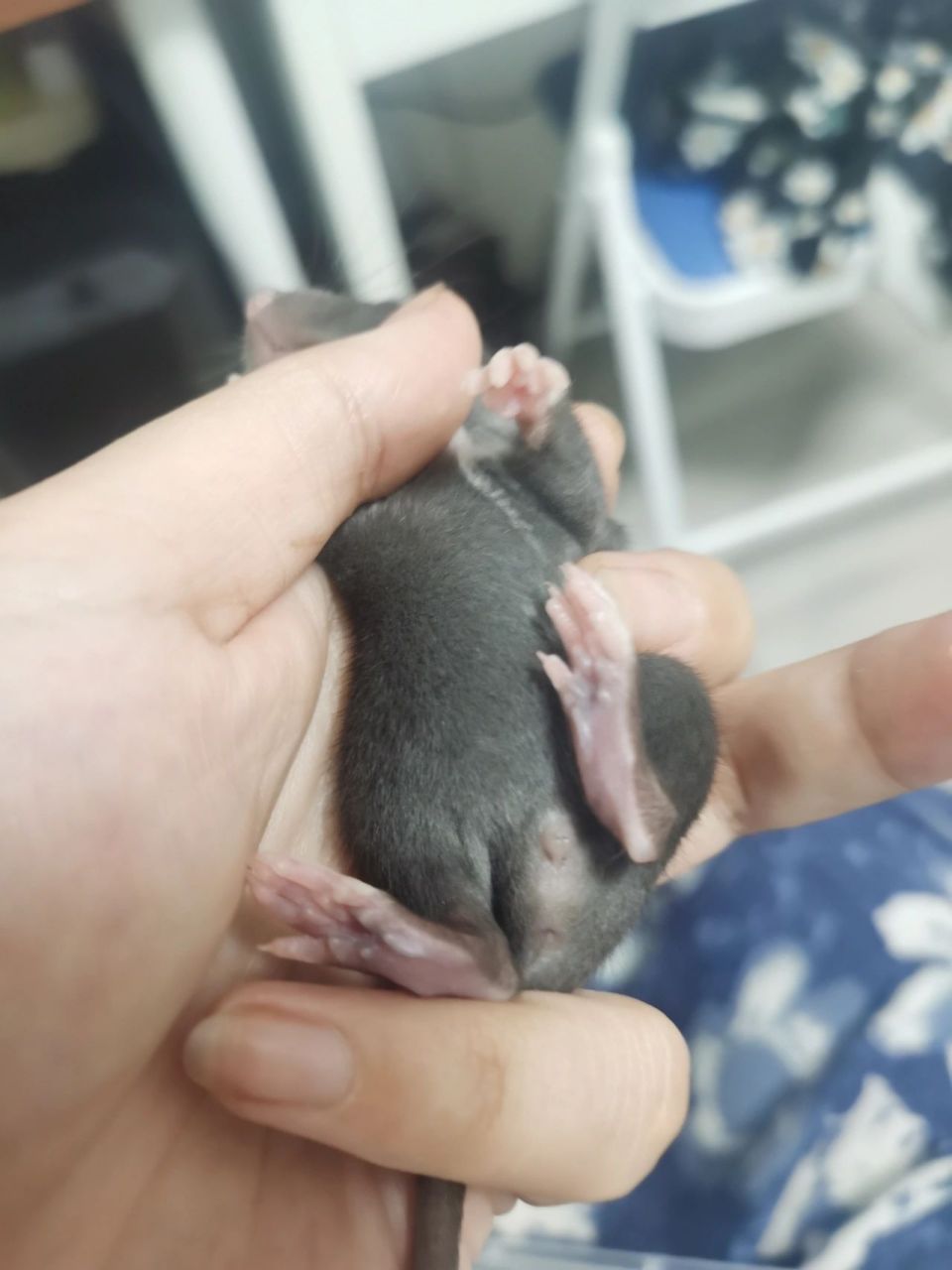 花枝鼠幼鼠求分公母 我有点儿懵,到底哪种是妹妹,哪种是弟弟呢?