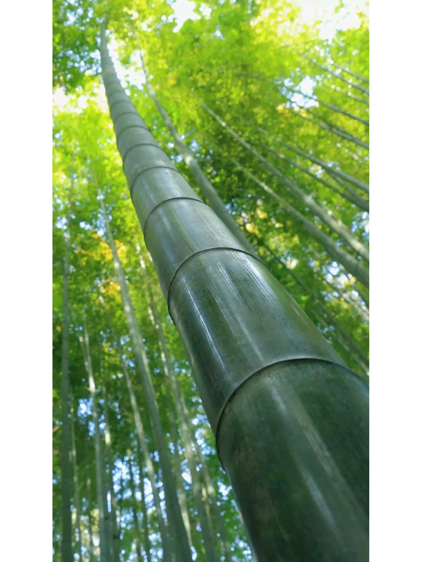 来看一片竹林中的"王中王",这根粗壮的毛竹,长的有些"逆天"了,当你