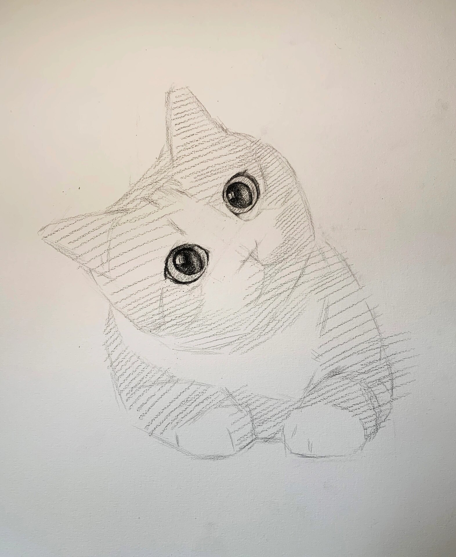 可爱小猫的画法 素描图片