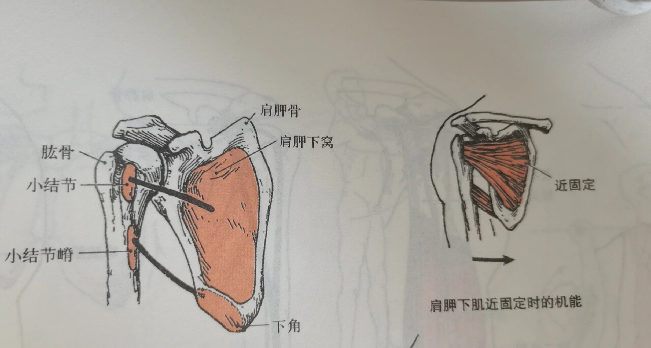 每天学习一个肌肉