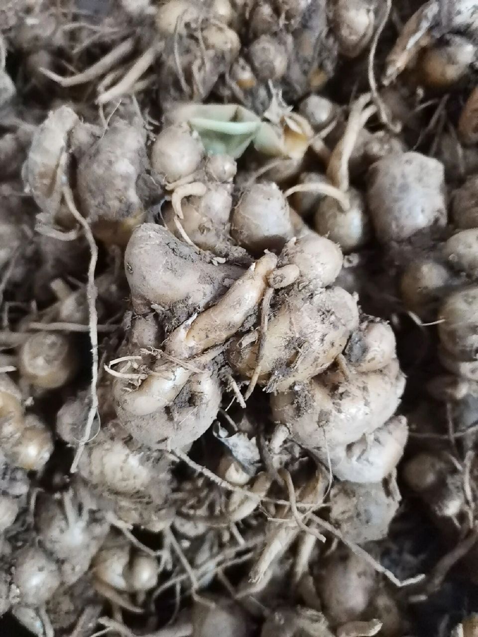 沙姜可以行气温中,健脾和胃,缓解疼痛  功效与作用 行气温中,健脾和胃