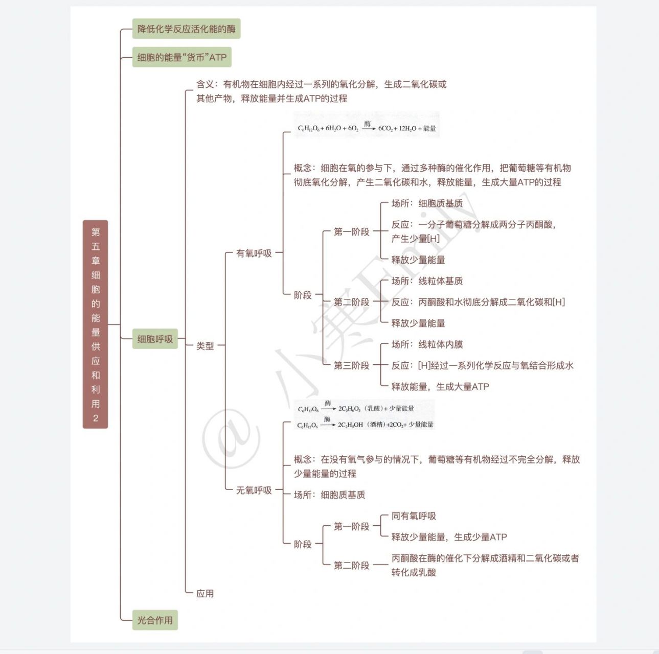 【思维导图】高中生物新教材必修一第五章