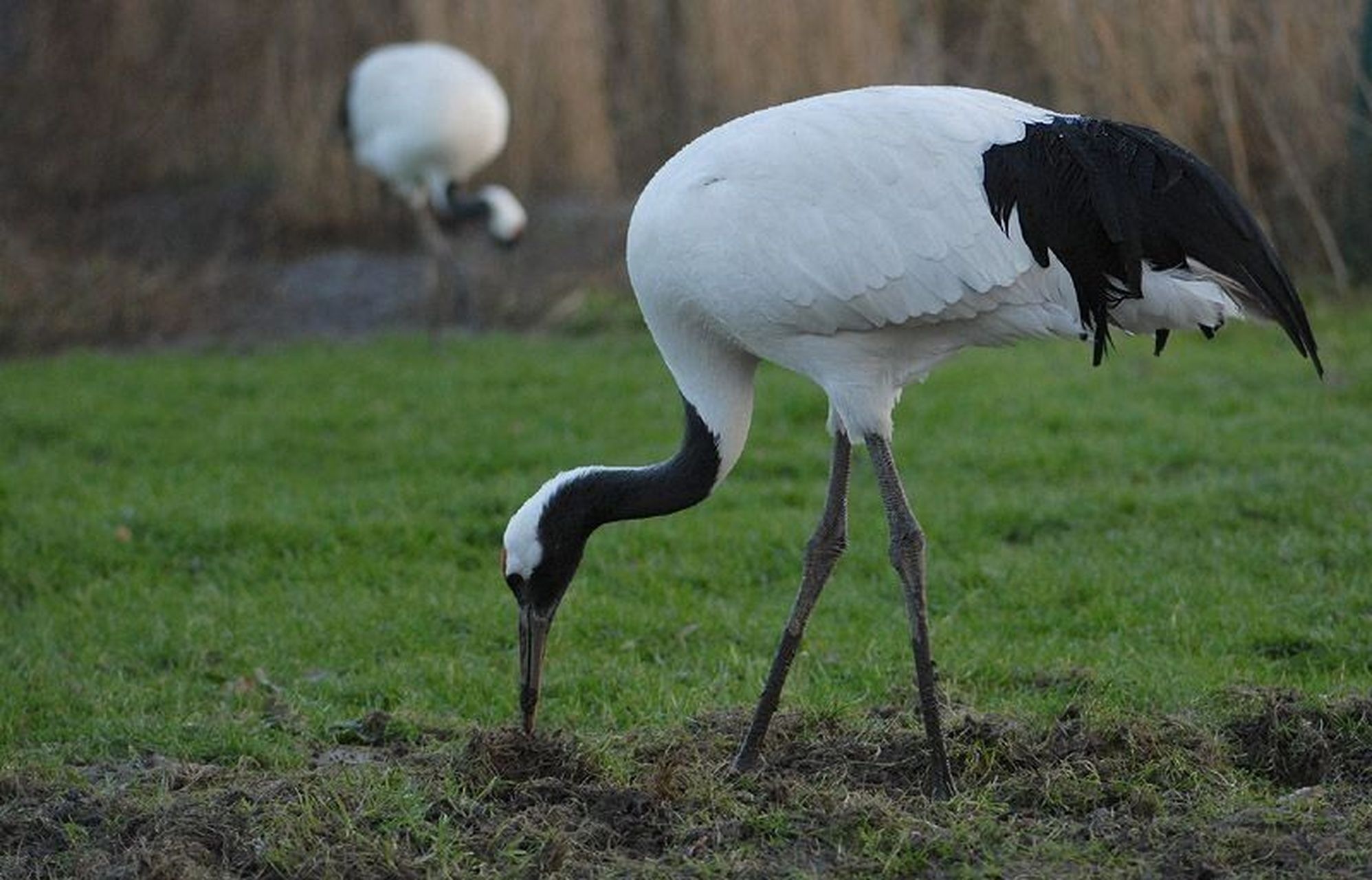 国家级一级重点保护野生动物——丹顶鹤 丹顶鹤(学名:grus japonensis