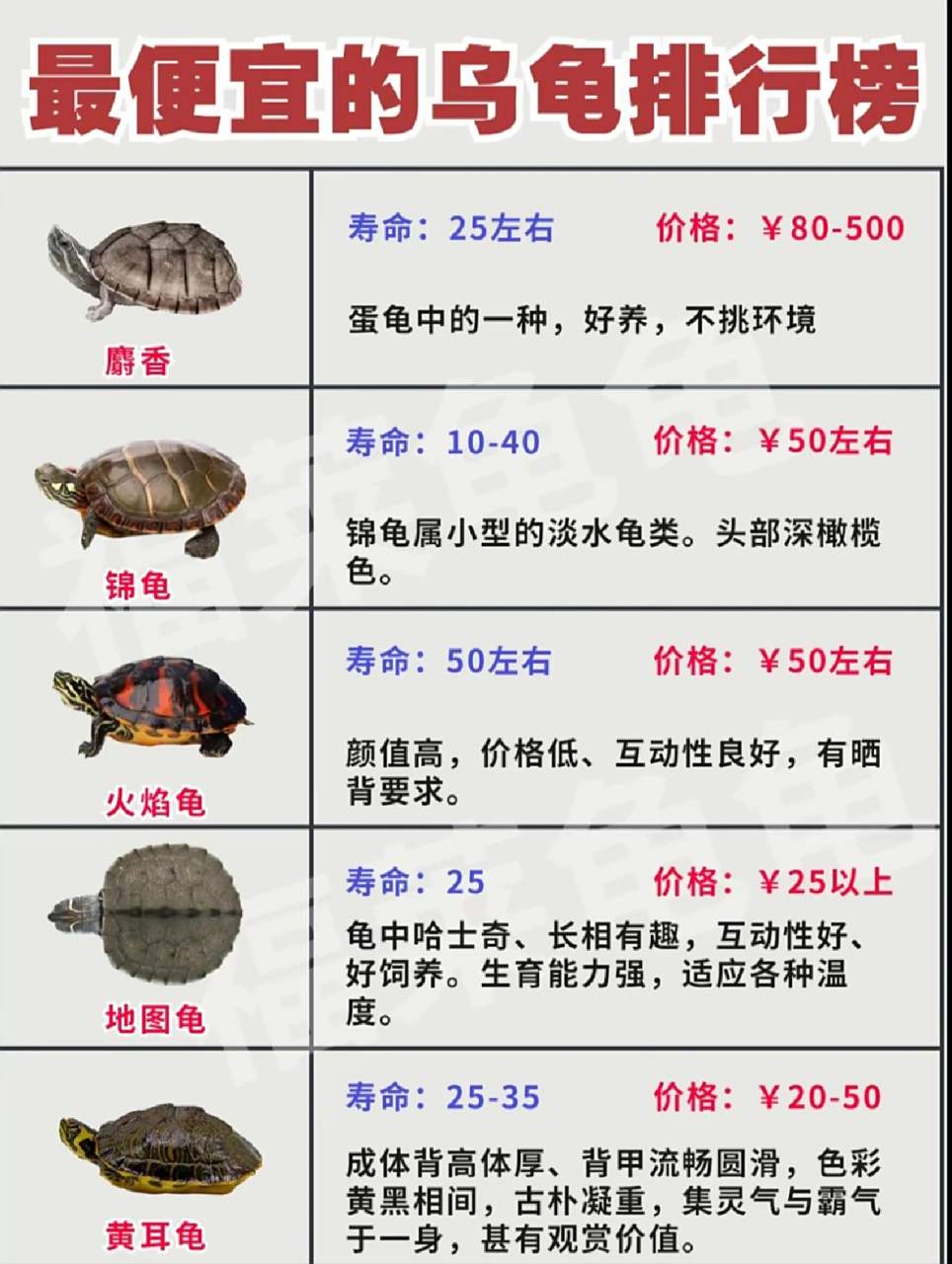 常见的几种龟龟价格你知道嘛? 开个玩笑,哈哈.