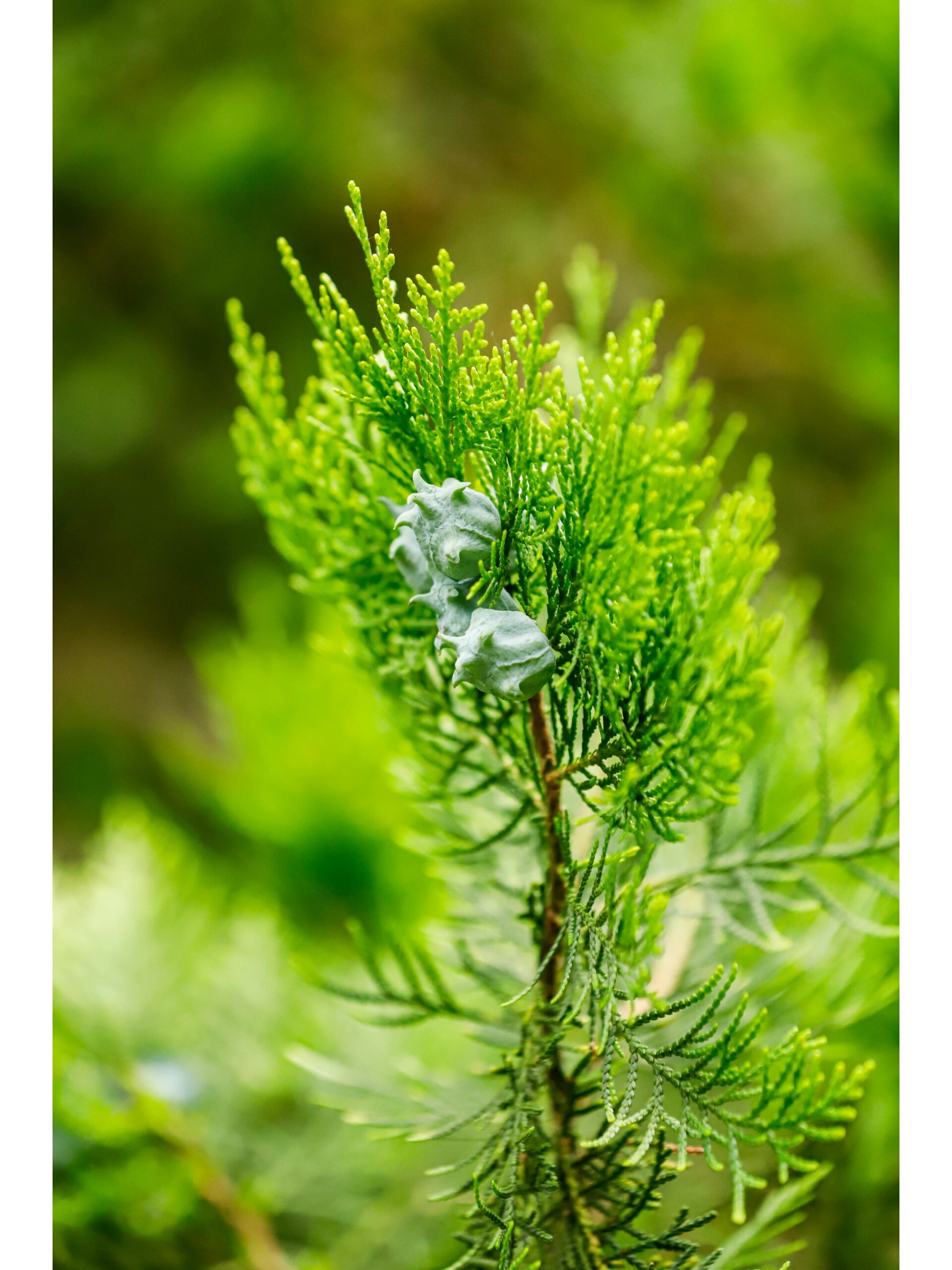 西湖植物037|侧柏 植物百科 侧柏(platycladus orientalis (l.