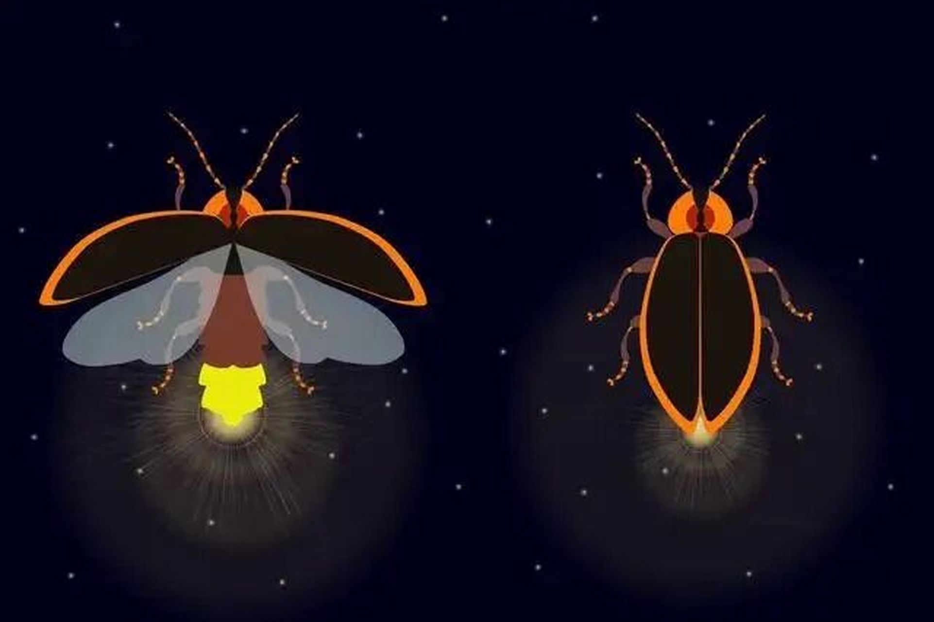 夏日昆虫|提着灯笼的萤火虫   萤火虫俗称火金姑,亮火虫,是昆虫纲鞘翅