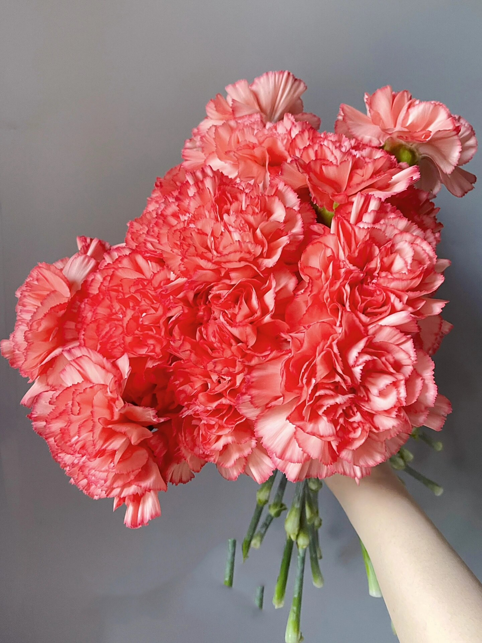 火焰——康乃馨 喜欢大花头的康乃馨